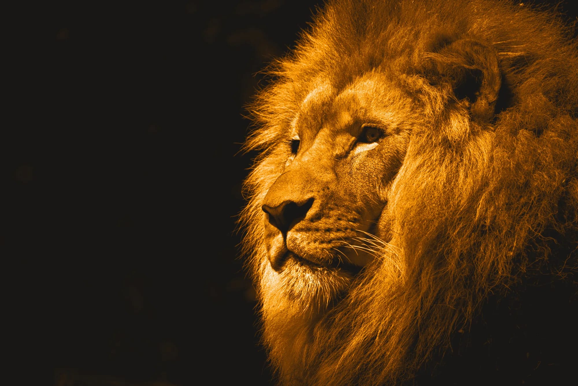 A lion in profile, lit in Yanos orange